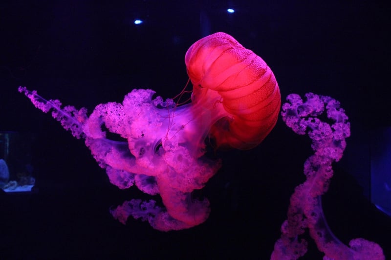 Microbial Life